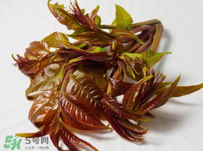 香椿有幾種？香椿哪種好？