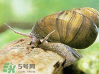 田螺可以凈化水質(zhì)嗎？田螺能凈化水質(zhì)嗎？