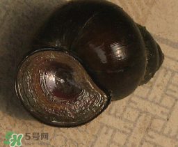 田螺死了能吃嗎？田螺剛死能吃嗎？