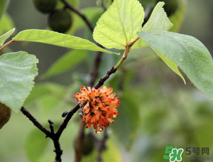 構(gòu)樹穗有什么作用？構(gòu)樹穗的作用