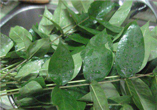 白花菜有什么功效？白花菜的功效是什么？