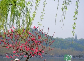 四月份去哪里旅游比較好？四月份最適合旅游的地方