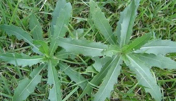 刺兒菜能吃嗎？刺兒菜可以吃嗎
