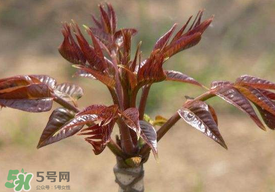 香椿子泡水喝怎么樣？香椿泡水喝的功效
