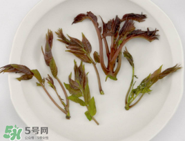 香椿能泡茶嗎？香椿茶的功效與作用
