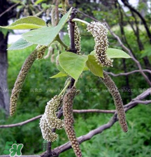 蒸構(gòu)樹(shù)花兒的功效 蒸構(gòu)樹(shù)花兒有什么功效？