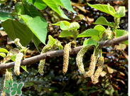 蒸構(gòu)樹花兒孕婦可以吃嗎？孕婦可以吃蒸構(gòu)樹花兒嗎？