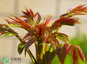 香椿會致癌嗎？香椿吃多了會致癌嗎？ 