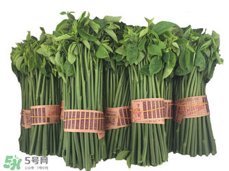 樹仔菜有毒嗎？樹仔菜有沒有毒？