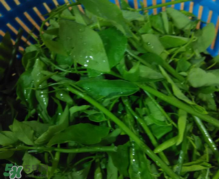 樹仔菜有毒嗎？樹仔菜有沒有毒？
