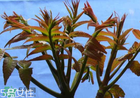 ?香椿癌癥病人能吃嗎？癌癥患者可以吃香椿嗎？