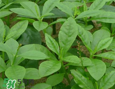 人參菜怎么吃？人參菜怎么吃好？
