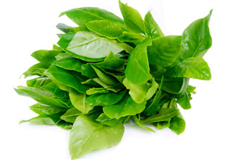 人參菜怎么吃？人參菜怎么吃好？