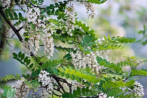 刺槐花幾月開？刺槐花什么時候開