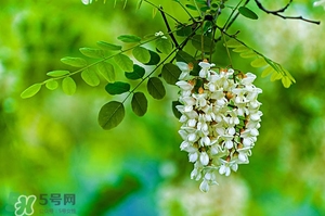 刺槐花幾月開？刺槐花什么時候開