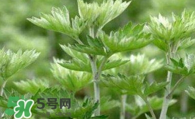 艾蒿能吃嗎？艾蒿能做菜吃嗎