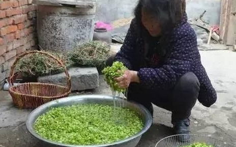 榆錢怎么蒸？蒸榆錢的做法