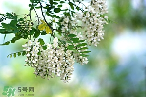 刺槐花幾月開？刺槐花什么時候開
