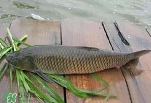 4月份可以釣草魚嗎？4月份如何釣草魚？