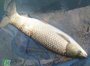 4月份可以釣草魚嗎？4月份如何釣草魚？