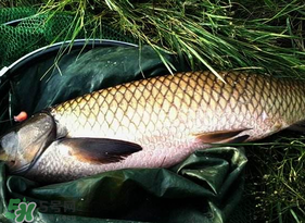 4月份可以釣草魚嗎？4月份如何釣草魚？