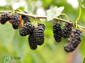 桑葚和菠蘿能一起吃嗎？桑葚可以和菠蘿一起吃嗎？