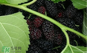 桑葚和菠蘿能一起吃嗎？桑葚可以和菠蘿一起吃嗎？