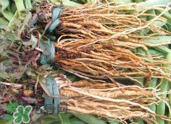 苦苣根哪里有賣？苦苣根茶在那里買的到