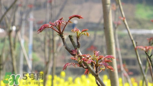 香椿葉能吃嗎？香椿葉孕婦能吃嗎？
