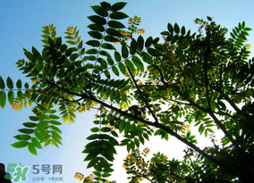 香椿放久了能吃嗎？香椿可以放多久？
