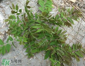 香椿長什么樣子？香椿長在什么地方？