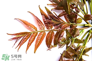 香椿樹什么時(shí)候發(fā)芽？香椿樹什么時(shí)候種植