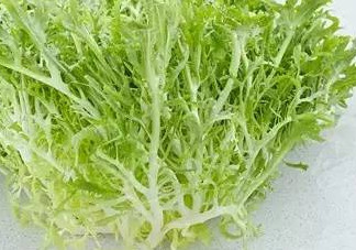 苦菊和苦苣是一種植物嗎？苦菊是不是苦苣