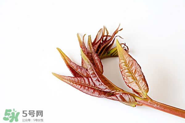 香椿葉怎么吃？香椿葉的吃法