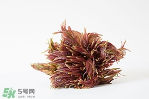 香椿樹什么時(shí)候發(fā)芽？香椿樹什么時(shí)候種植