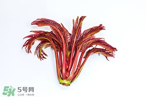 香椿樹什么時(shí)候發(fā)芽？香椿樹什么時(shí)候種植