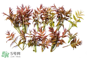 香椿樹什么時(shí)候發(fā)芽？香椿樹什么時(shí)候種植