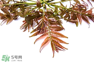 香椿樹什么時(shí)候發(fā)芽？香椿樹什么時(shí)候種植