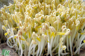 香椿和豆芽能一起吃嗎？香椿豆芽的做法大全