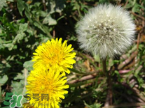 婆婆丁花能吃嗎？婆婆丁花可以吃嗎？