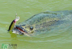 四月份能路亞黑魚嗎？路亞黑魚什么時間最好？
