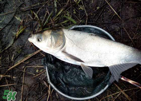 4月份能釣鰱魚嗎？四月份能釣鰱魚嗎？
