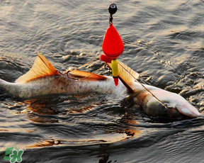 4月份能釣鰱魚嗎？四月份能釣鰱魚嗎？