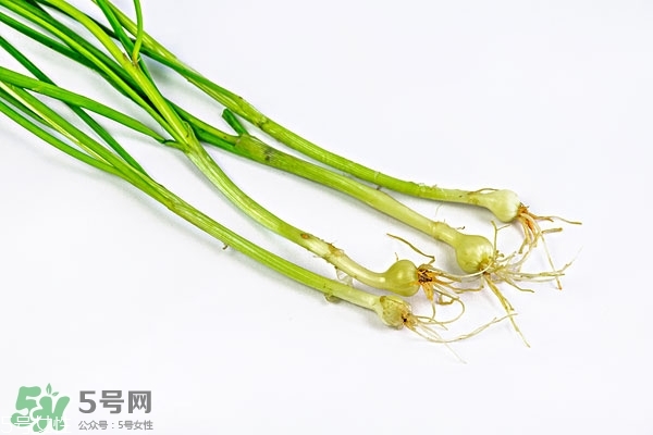 小根蒜的根能吃嗎？小根蒜的須子可以吃嗎