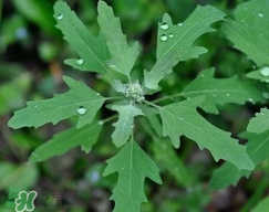 灰菜有毒嗎？不能吃的灰菜圖片