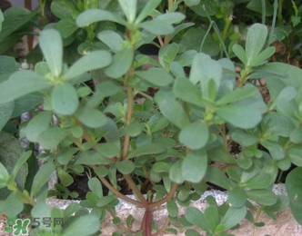 馬齒莧能治前列腺炎嗎？馬齒莧可以治前列腺炎嗎？