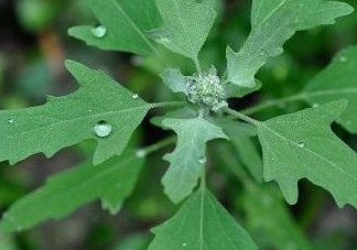 灰菜有毒嗎？不能吃的灰菜圖片