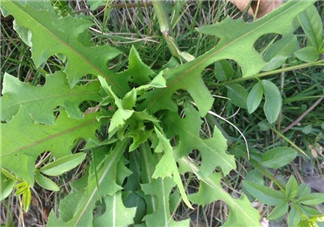 苦苦菜和蒲公英的區(qū)別 苦苦菜和蒲公英有什么區(qū)別？