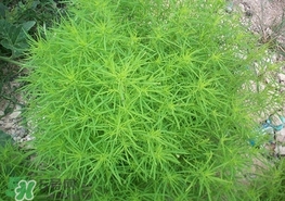 掃帚菜怎么吃？掃帚菜做法