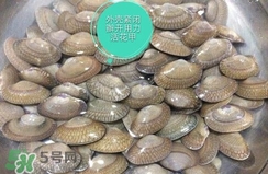 芒果螺怎么清洗？芒果螺怎么吃